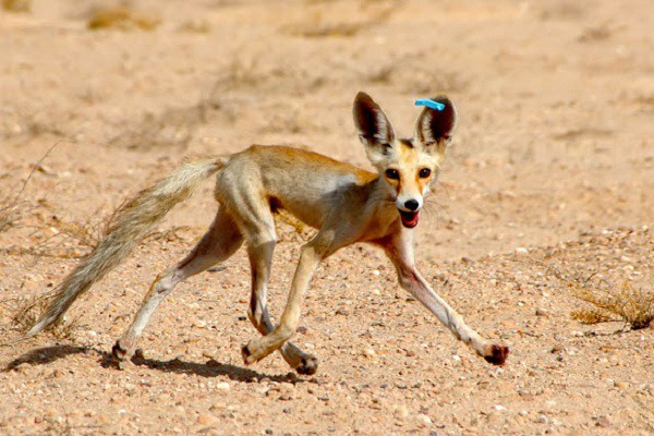 Loai vat “bat tu” song o noi ca tram do C nhung... khong chet-Hinh-10