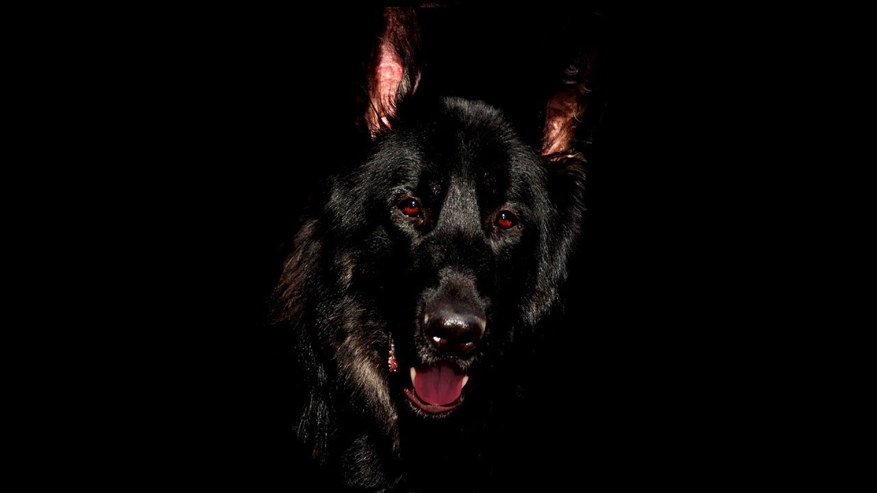 Hai hung truyen thuyet loai cho ma cu nhin vao mat la chet-Hinh-6