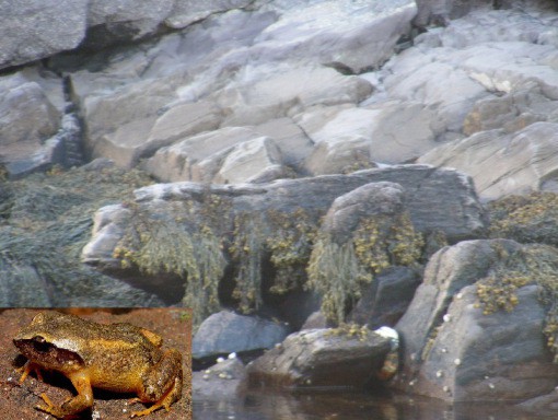 Bi an nhung vat the khoac dung mao dong vat cuc la-Hinh-3