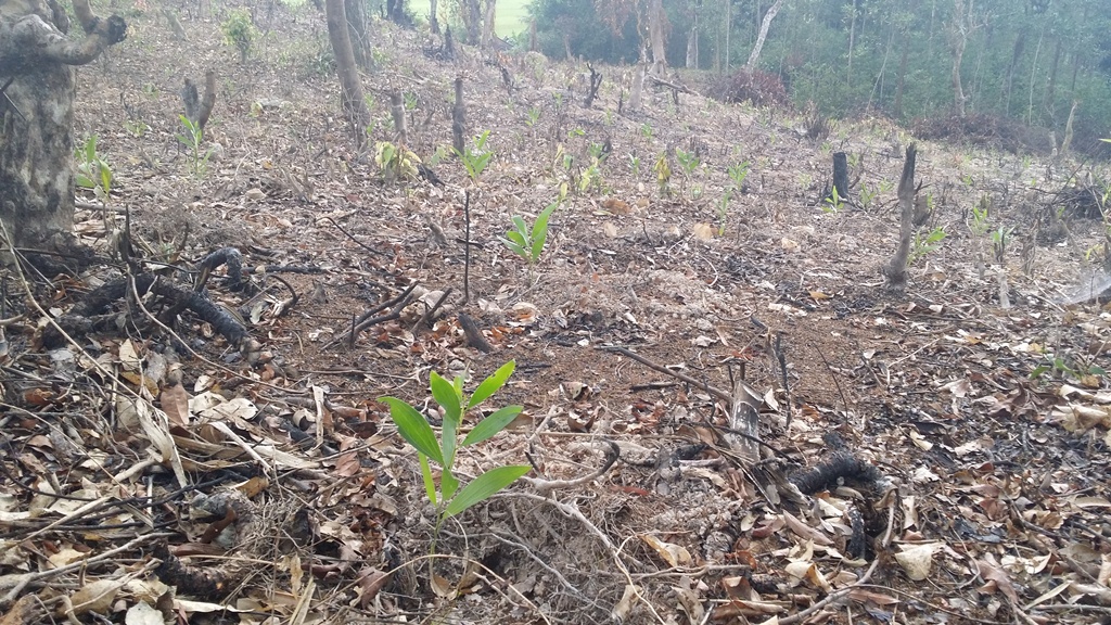 Shop TIN 19/5:Vụ án oan thế kỷ Huỳnh Văn Nén: Đã bắt kẻ giết người là Nguyễn Thọ - ảnh 5
