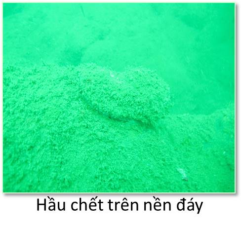 Shop TIN 4/7: VÌ FORMOSA: MẤT 50 NĂM HỆ SINH THÁI BIỂN MIỀN TRUNG MỚI PHỤC HỒI - ảnh 11