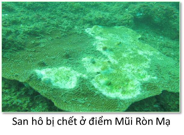 Shop TIN 4/7: VÌ FORMOSA: MẤT 50 NĂM HỆ SINH THÁI BIỂN MIỀN TRUNG MỚI PHỤC HỒI - ảnh 3