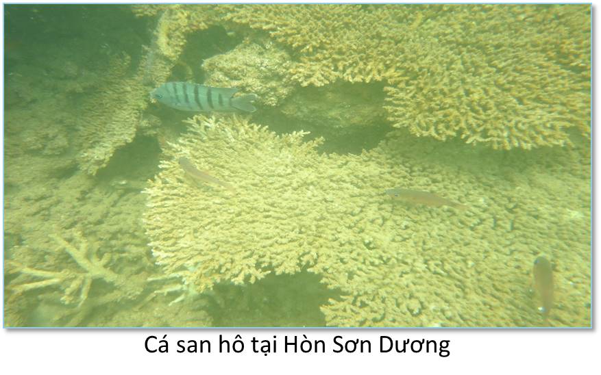 Shop TIN 4/7: VÌ FORMOSA: MẤT 50 NĂM HỆ SINH THÁI BIỂN MIỀN TRUNG MỚI PHỤC HỒI - ảnh 5