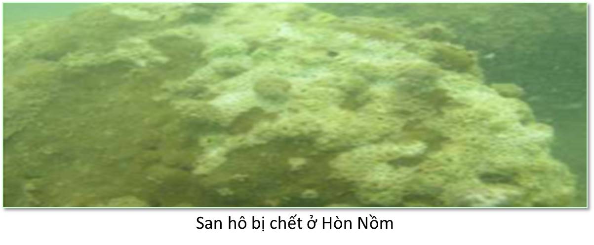 Shop TIN 4/7: VÌ FORMOSA: MẤT 50 NĂM HỆ SINH THÁI BIỂN MIỀN TRUNG MỚI PHỤC HỒI - ảnh 7