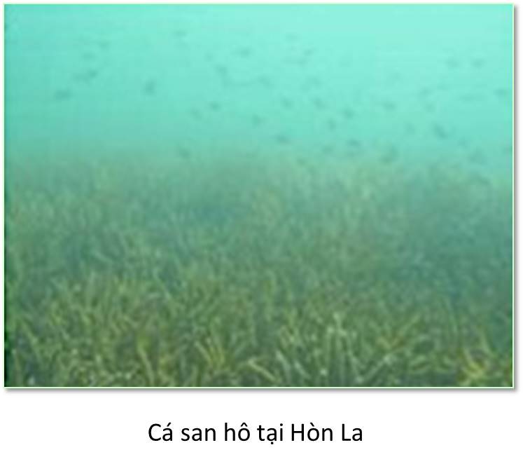 Shop TIN 4/7: VÌ FORMOSA: MẤT 50 NĂM HỆ SINH THÁI BIỂN MIỀN TRUNG MỚI PHỤC HỒI - ảnh 8