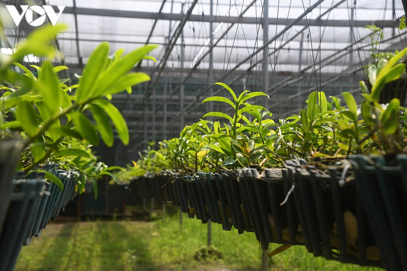 phat len nhanh chong nho trong loai hoa vuong gia hinh 1