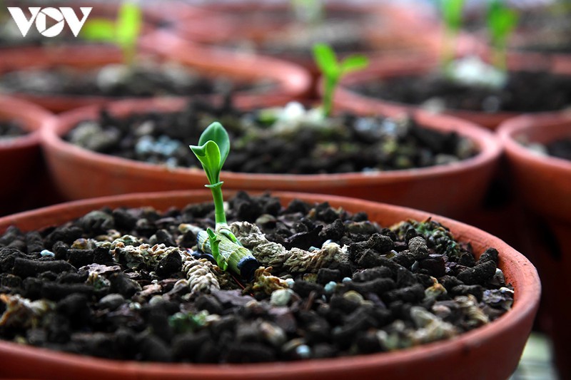 phat len nhanh chong nho trong loai hoa vuong gia hinh 2