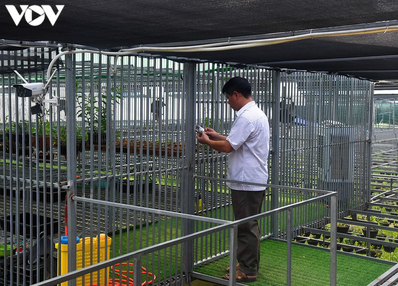 phat len nhanh chong nho trong loai hoa vuong gia hinh 8