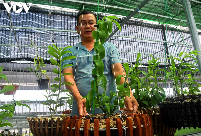 phat len nhanh chong nho trong loai hoa vuong gia hinh 4