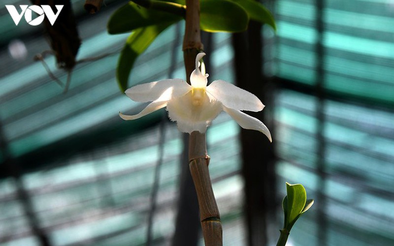 phat len nhanh chong nho trong loai hoa vuong gia hinh 6