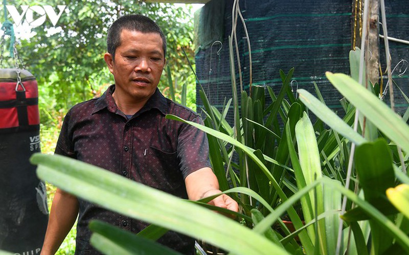 phat len nhanh chong nho trong loai hoa vuong gia hinh 7