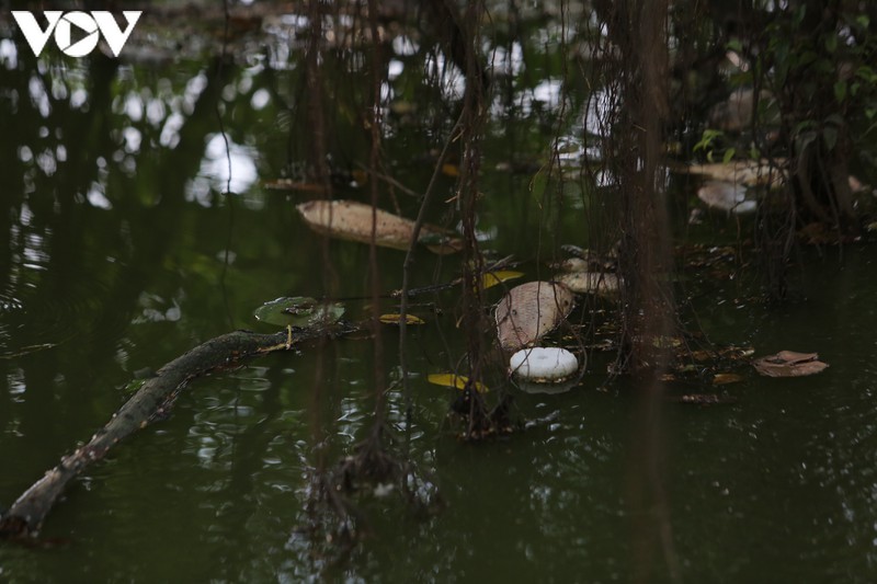 lam xong ke, ho guom xuat hien ca chet hinh 3