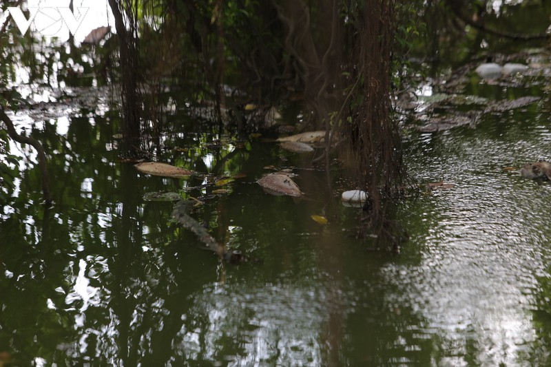 lam xong ke, ho guom xuat hien ca chet hinh 2