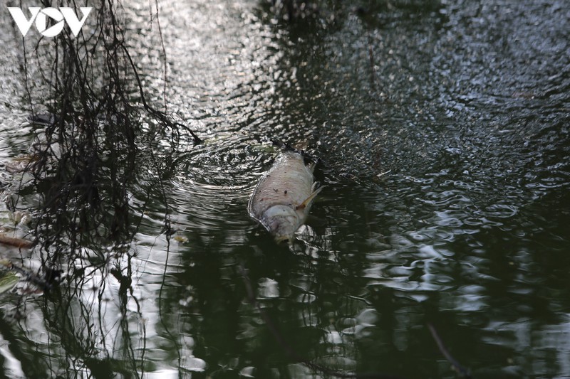 lam xong ke, ho guom xuat hien ca chet hinh 5