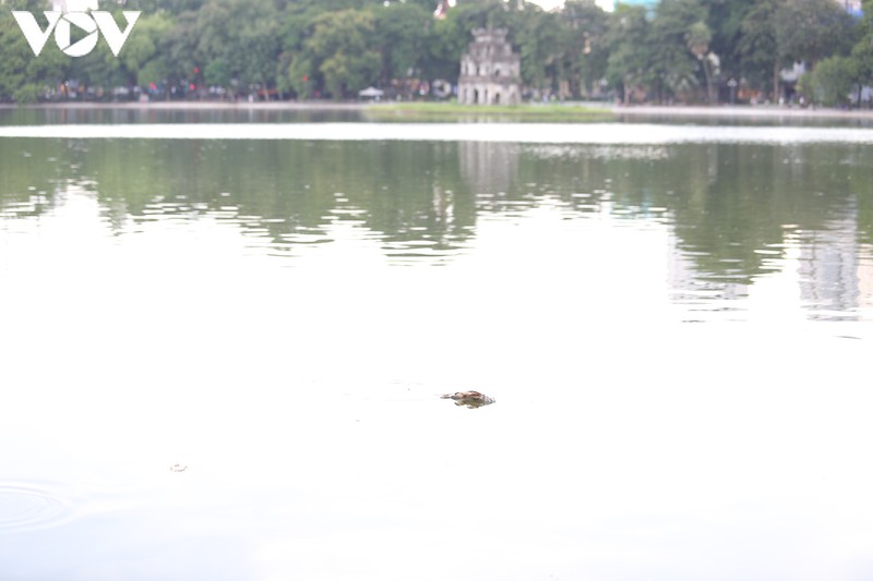 lam xong ke, ho guom xuat hien ca chet hinh 1