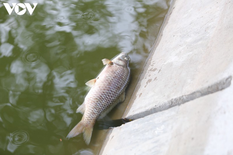 lam xong ke, ho guom xuat hien ca chet hinh 9