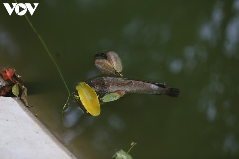 lam xong ke, ho guom xuat hien ca chet hinh 10