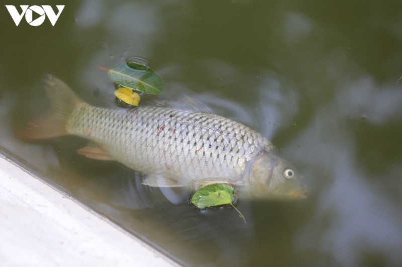 lam xong ke, ho guom xuat hien ca chet hinh 11