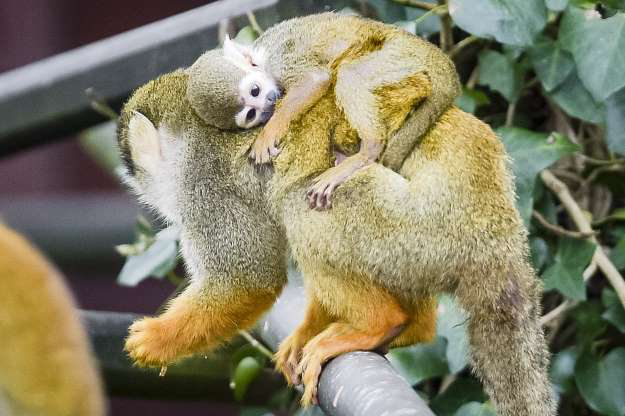 chum anh: tan chay truoc tinh mau tu am ap cua cac loai dong vat hinh 15
