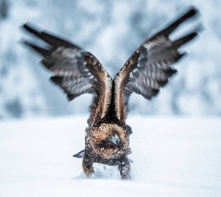 nhiep anh gia chup the gioi hoang da o phan lan dep nhu co tich hinh 10