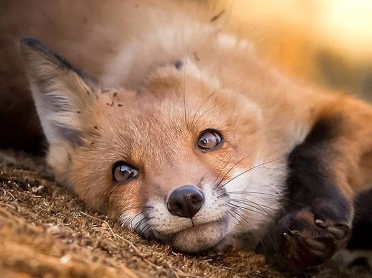 nhiep anh gia chup the gioi hoang da o phan lan dep nhu co tich hinh 13