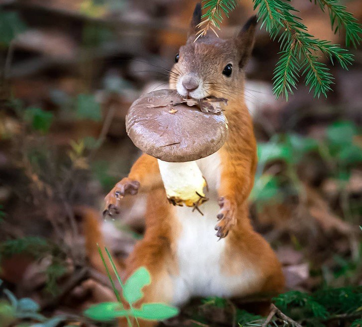 nhiep anh gia chup the gioi hoang da o phan lan dep nhu co tich hinh 1