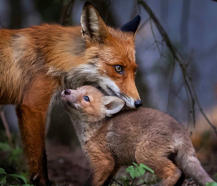 nhiep anh gia chup the gioi hoang da o phan lan dep nhu co tich hinh 2