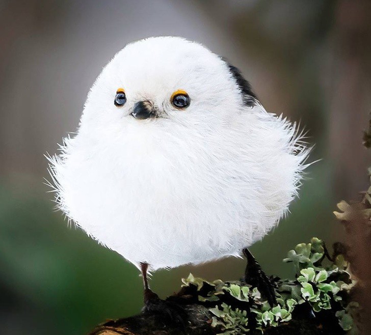 nhiep anh gia chup the gioi hoang da o phan lan dep nhu co tich hinh 3