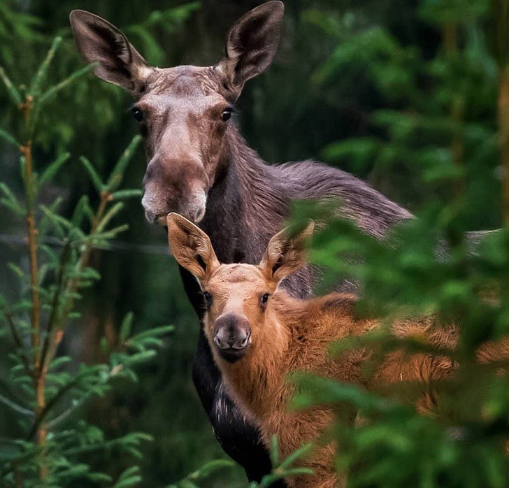 nhiep anh gia chup the gioi hoang da o phan lan dep nhu co tich hinh 4