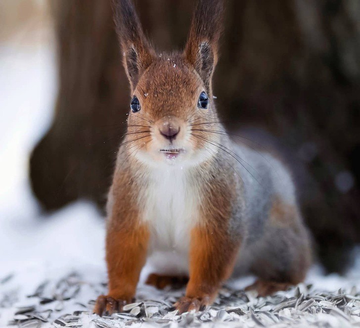 nhiep anh gia chup the gioi hoang da o phan lan dep nhu co tich hinh 5