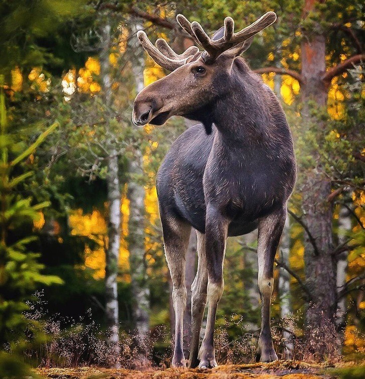 nhiep anh gia chup the gioi hoang da o phan lan dep nhu co tich hinh 6