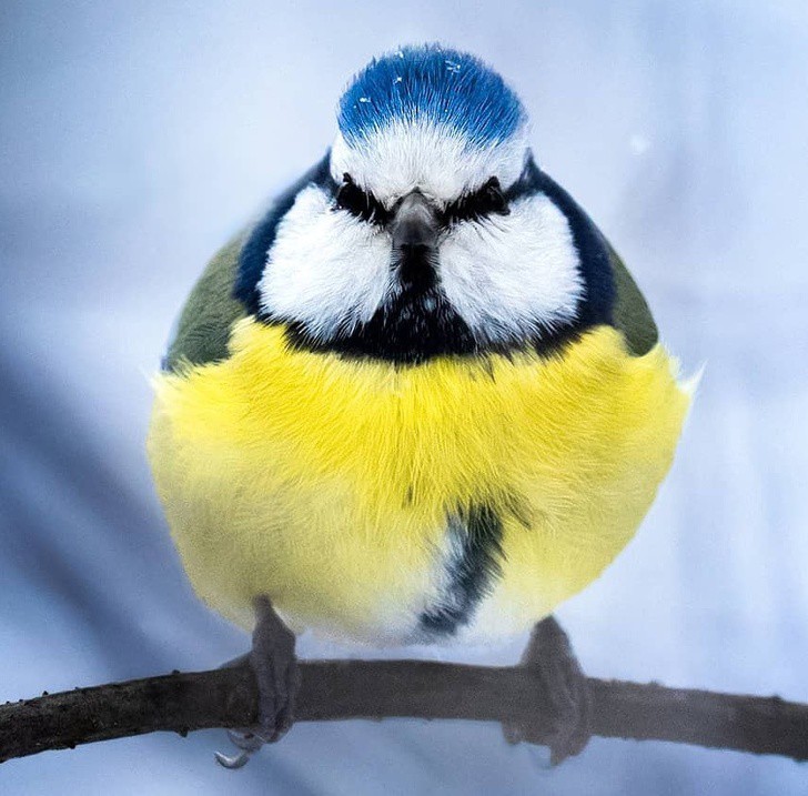 nhiep anh gia chup the gioi hoang da o phan lan dep nhu co tich hinh 8