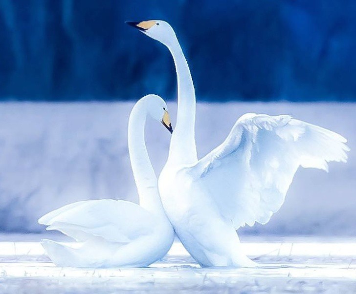 nhiep anh gia chup the gioi hoang da o phan lan dep nhu co tich hinh 9