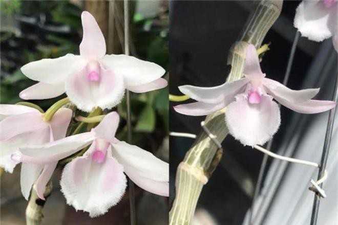 Vỡ mộng làm giàu, mất tiền tỷ buôn lan đột biến, có nên tiếp tục dốc vốn đầu tư? - 1