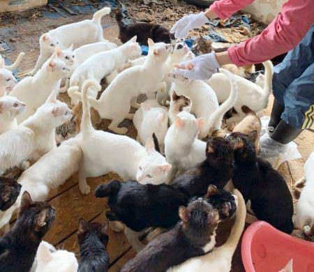 mot gia dinh nhat ban bi khoi to vi... nuoi 238 con meo hinh 1