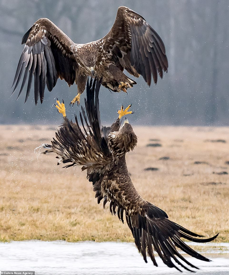 dai bang tung cuoc quyet chien dong loai de gianh ngoi