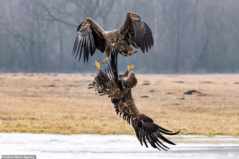 dai bang tung cuoc quyet chien dong loai de gianh ngoi