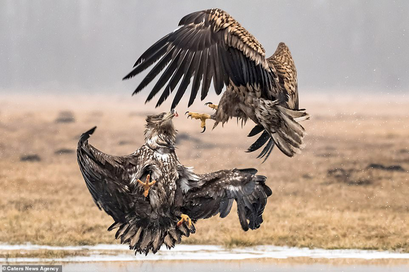 dai bang tung cuoc quyet chien dong loai de gianh ngoi