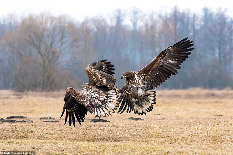 dai bang tung cuoc quyet chien dong loai de gianh ngoi