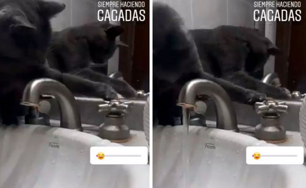 hanh dong ky quac cua cac