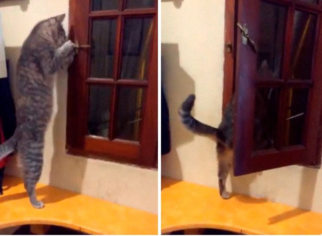 hanh dong ky quac cua cac