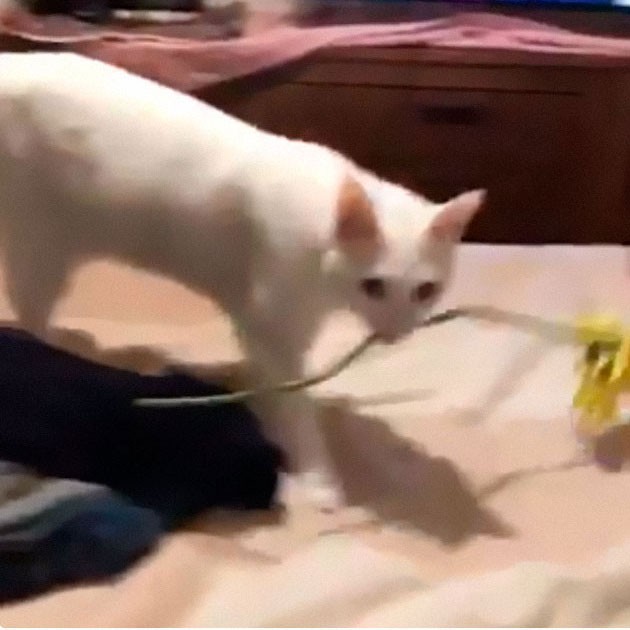 hanh dong ky quac cua cac