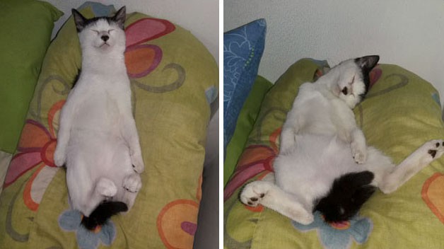 hanh dong ky quac cua cac