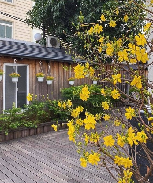 nhung sao viet dam me lam vuon, thu hoach rau trai nhu nong dan thuc thu hinh 13