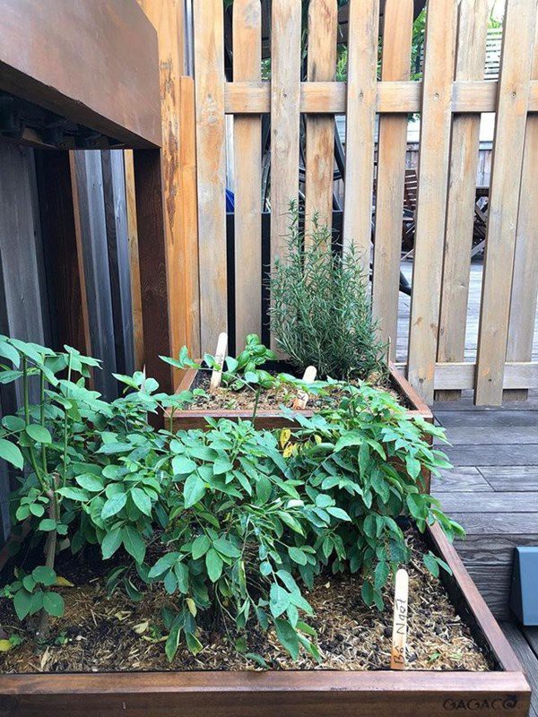 nhung sao viet dam me lam vuon, thu hoach rau trai nhu nong dan thuc thu hinh 12