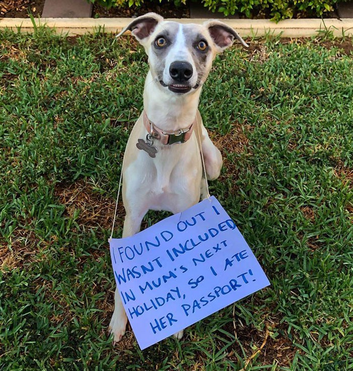 Thú cưng và những lời thú tội dễ thương