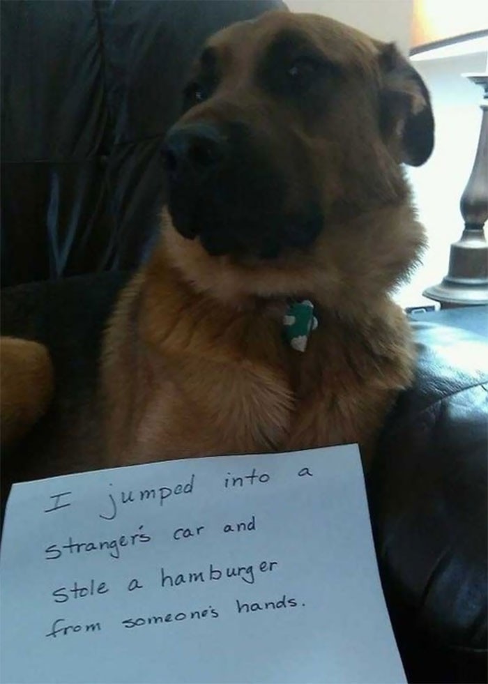 Thú cưng và những lời thú tội dễ thương