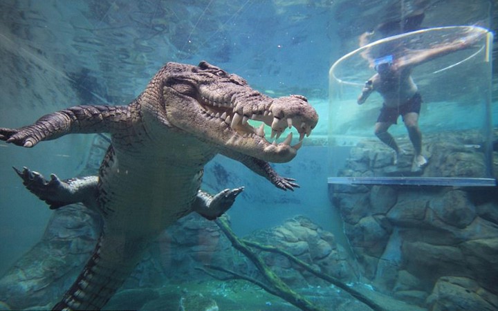 trai nghiem cam giac dung tim khi boi cung ca sau an thit nguoi hinh 3