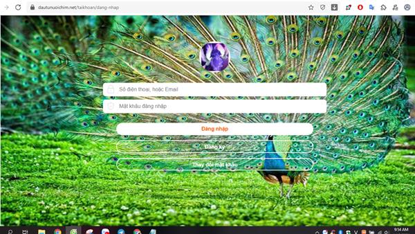 Cú lừa tiền tỷ bằng đầu tư tài chính trực tuyến