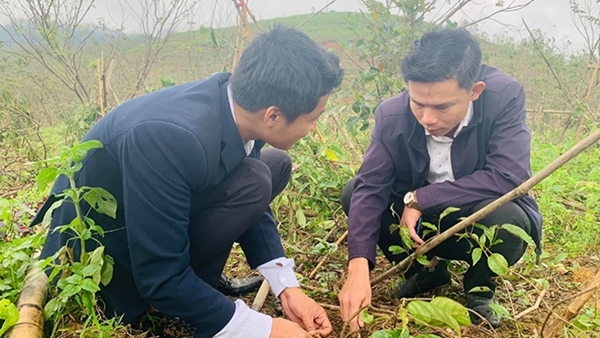 Những 'vua' sâm miền biên viễn